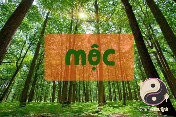 Mệnh mộc hợp hướng nào? Xem hướng xây nhà cho người mệnh mộc