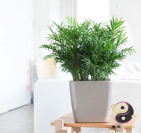 Cây cau tiểu trâm