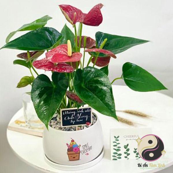 Cây hồng môn