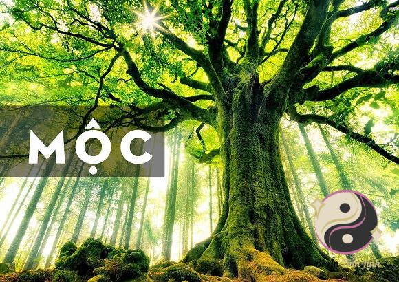 Người sinh mệnh Mộc thuộc năm sinh nào?