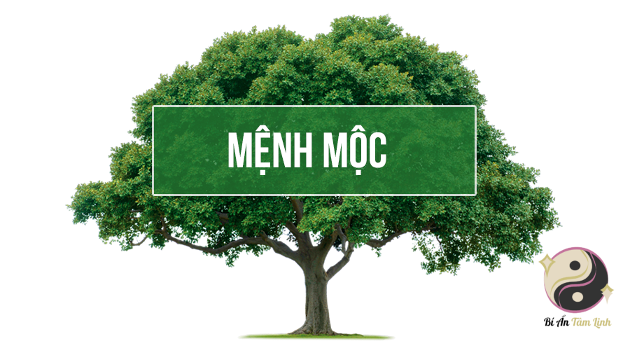 Mệnh Mộc là gì? Những đặc điểm cần biết về người mệnh Mộc