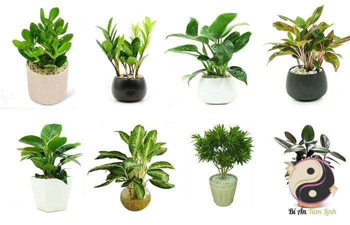 Mệnh Hỏa hợp cây gì? Mệnh hỏa hợp và khắc những cây nào?