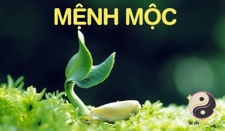 Người mệnh mộc hợp màu gì?