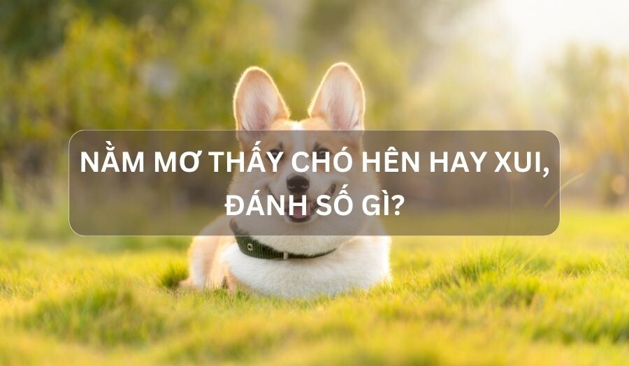 Nằm mơ thấy chó hên hay xui? Đánh số gì?